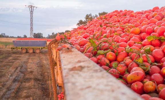 Just harvested loaded gondola tank at tomato field. Truck trailer at bottom