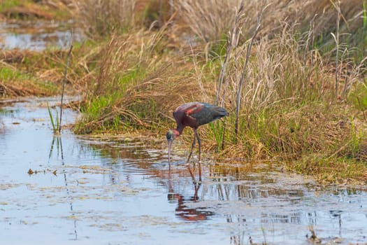 Glossy Ibis Feeding in a Wetland Pond in Chincoteague Wildlife Refuge in Virginia