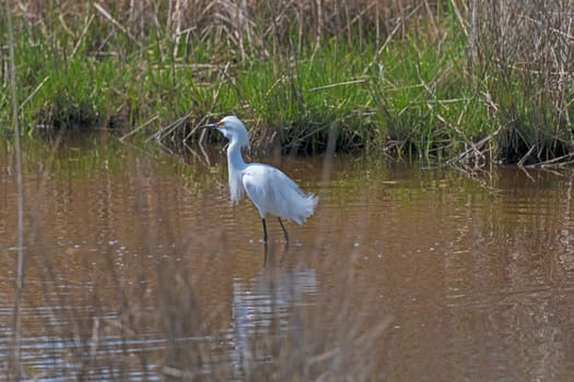 Snowy Egret Searching for Food in a Wetland Pond in the Chinocteague National Wildlife Refuge in Virginia