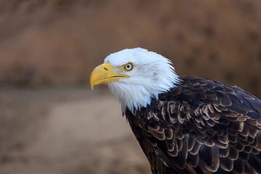 american bald eagle (haliaeetus leucocephalus) in Zoo of Tenerife, Canary Islands,Spain
