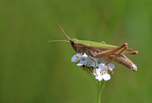 Macro Meadowgrasshopper Chorthippus dorsatus