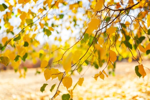 Tree branches with multi colored autumn leaves