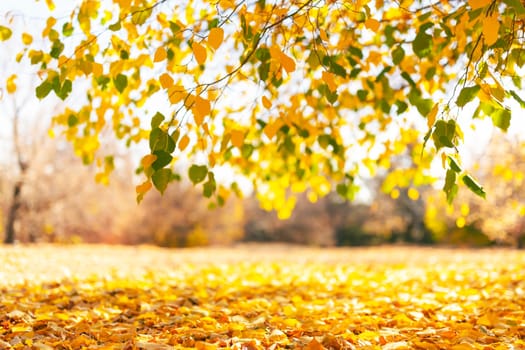 Tree branches with multi colored autumn leaves