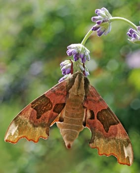 Linden hawkmoth Mimas tiliae