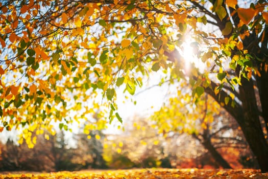Tree branches with multi colored autumn leaves