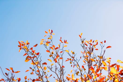 autumn leaves against blue sky
