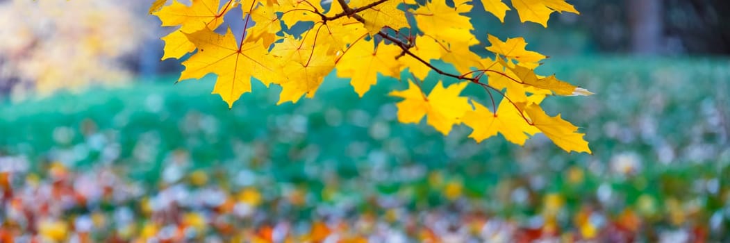 Tree branches with multi colored autumn leaves