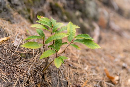 Young shoots of a sweet chestnut tree grow on a slope between pine needles