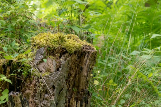 German Moor forest landscape with fern, grass and deciduous trees in summer as background