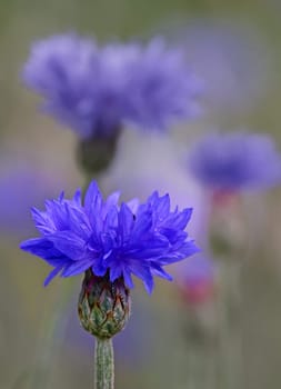 Cornflower blue cornflowers Centaurea cyanus