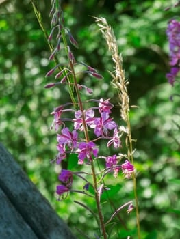 Close-up of a stem of the small-flowered willow tree (lat .: Epilobium parviflorum) in front of blurred natural green background.