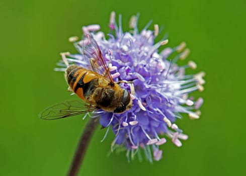 Macro of the wood hoverfly Volucella pellucens on devil's bite Succisa pratensis