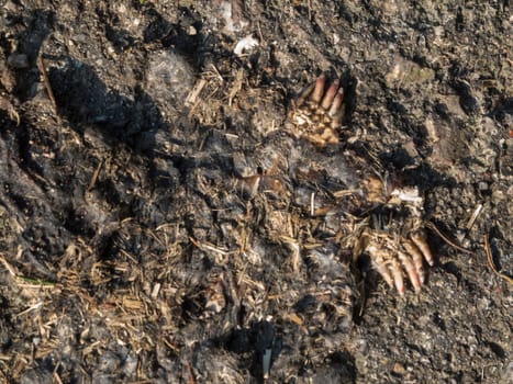 Remains of a dead European mole (lat: Talpa europaea) on rural asphalt in top view.