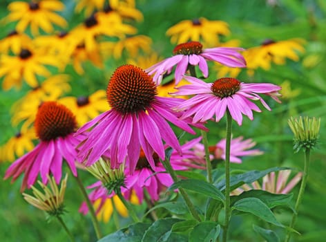 Flowering coneflower Echinacea purpurea in front of flowering coneflower Rudbeckia fulgida
