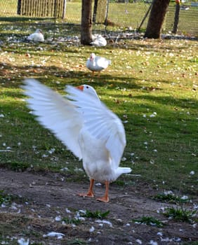 goose