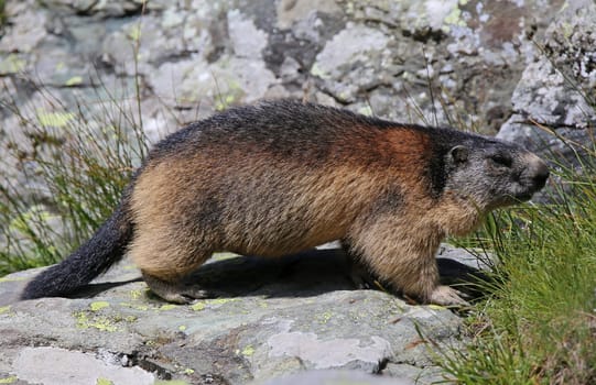 Marmota marmota marmota in side view
