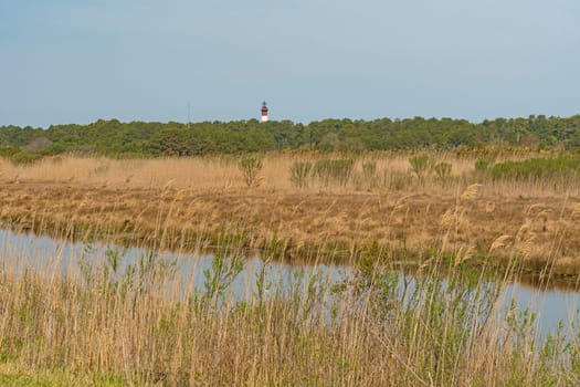 Assateague Island Lighthouse Appearing Over the Chincoteague National Wildlife Refuge Wetland in Virginia
