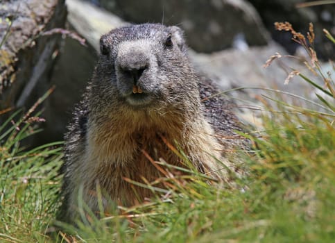 Portrait Marmota marmota marmota