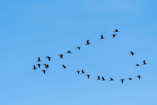 A Flock of Glossy Ibis in Flight over the Chincoteague National Wildlife Refuge in Virginia