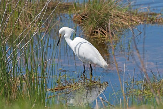 Snowy Egret Wading in a wetland Pond in the Chincoteague National Wildlife Refuge in Virginia