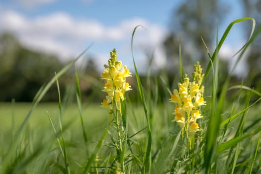 Yellow - white Dactylorhiza insularis flowers between green grass against blurred blue sky