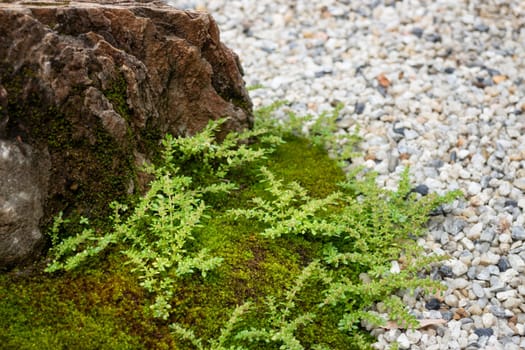 Natural stone landscaping in home garden, stock photo