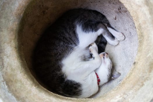 Domestic cute cat fell asleep, stock photo