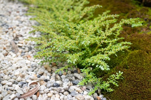 Natural stone landscaping in home garden, stock photo
