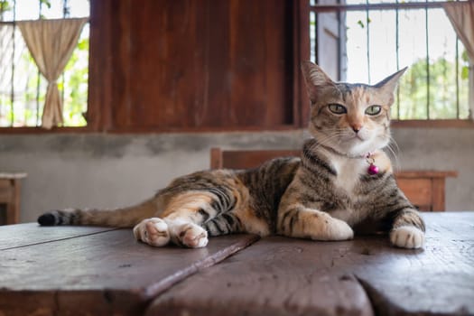 Domestic cute cat fell asleep, stock photo