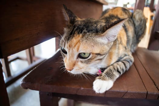 Domestic cute cat fell asleep, stock photo