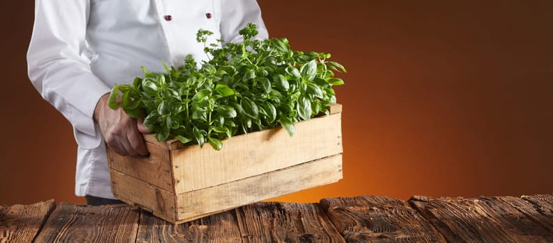 Chef carrying a crate of fresh basil plants for cooking and as a garnish over a brown background with copy space in a wide angle panorama with glow of the oven fire in a pizzeria