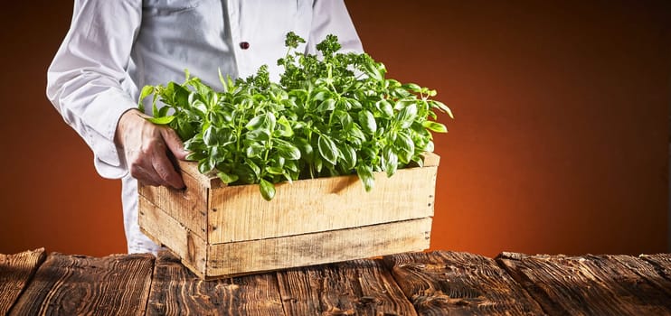 Chef in a pizzeria carrying fresh organic basil plants in a crate for use in cooking and as a garnish over a brown background with copy space in a wide angle panorama with glow of the oven fire