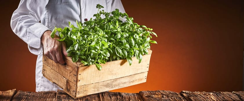 Chef carrying a wooden box of fresh basil for use as a garnish and ingredient placing it on a rustic wood table over a brown background with copy space in a wide angle panorama with glow of the oven fire