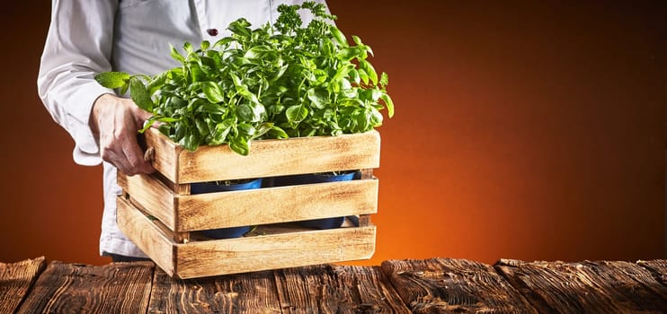 Pizza chef carrying a crate of fresh basil plants placing them on an old vintage rustic table over a brown background with copy space in a wide angle panorama with glow of the oven fire