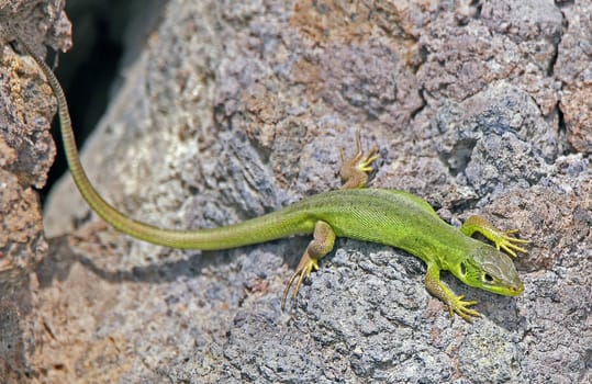 Juvenile Western green lizard Lacerta bilineata vom Kaiserstuhl