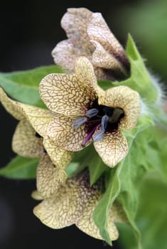 Flowers Macro Black henbane Hyoscyamus niger