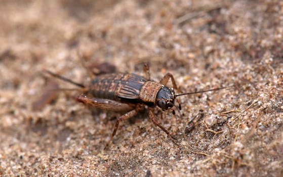 Forest cricket Nemobius sylvestris from the Hardtwald near Walldorf