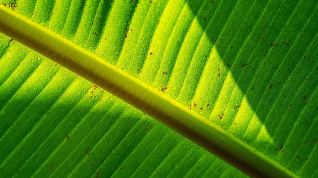 Green leaf banana with bubble drop on leaves and shadow blurred background