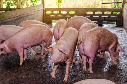 Breeder red pigs on a farm in rural countryside