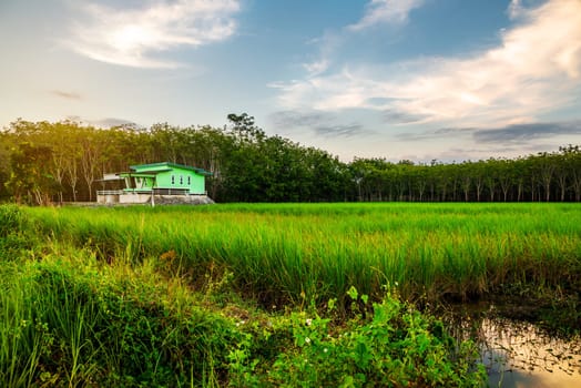 Rice field rural with green house and colorful of sky in twilight, Green field rural countryside