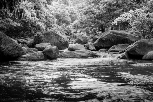 River stone and green tree, View water river tree, Stone river green tree leaf in forest, Black and white and monochrome style