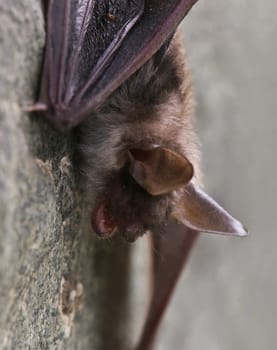 Portrait Greater mouse-eared Myotis myotis