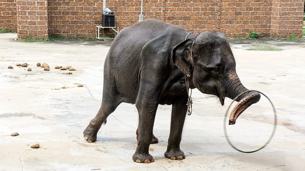 elephant animal stunt hula hoop trunk