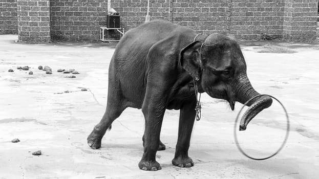 elephant animal stunt hula hoop trunk black white