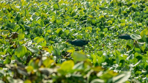 Closeup of Moorhen or swamp hen, a chicken-sized bird collecting food around the lake field with Flowering Water Hyacinth (Eichhornia crassipes) on the pond. Nal Sarovar Bird Sanctuary, Gujarat India