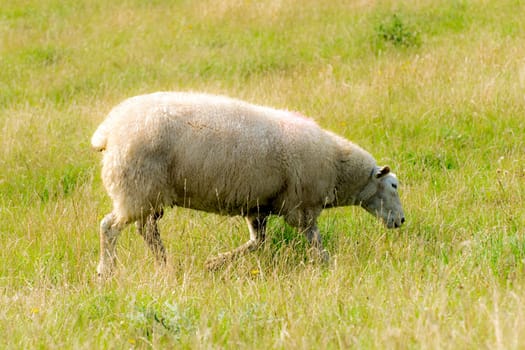 Sheep on a dyke crown with green grass