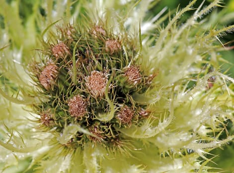 Macro Alpine thistle Cirsium spinosissimum