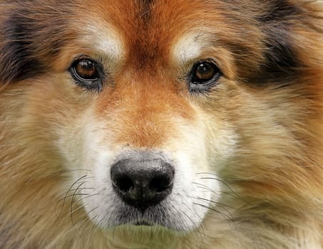 Eye contact with a Eurasier