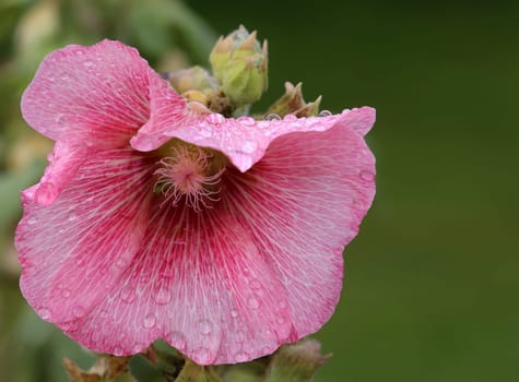 Pink flowering hollyhock Alcea rosea in the cottage garden