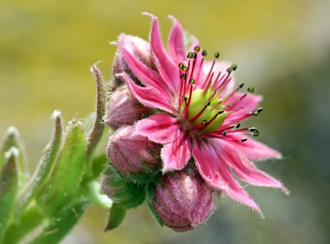 Macro of roof house root Sempervivum tectorum
